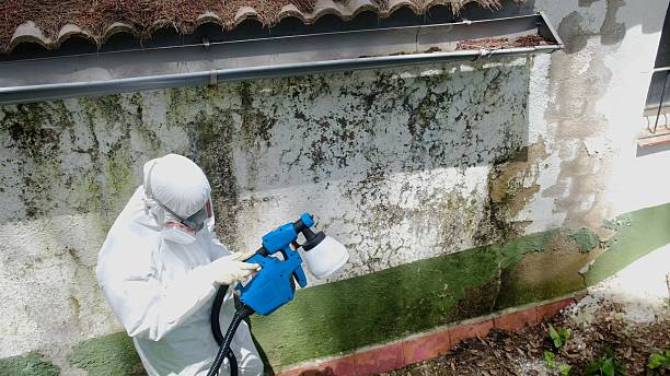 Top rated local Mold Remediation specialists in Springs, PA